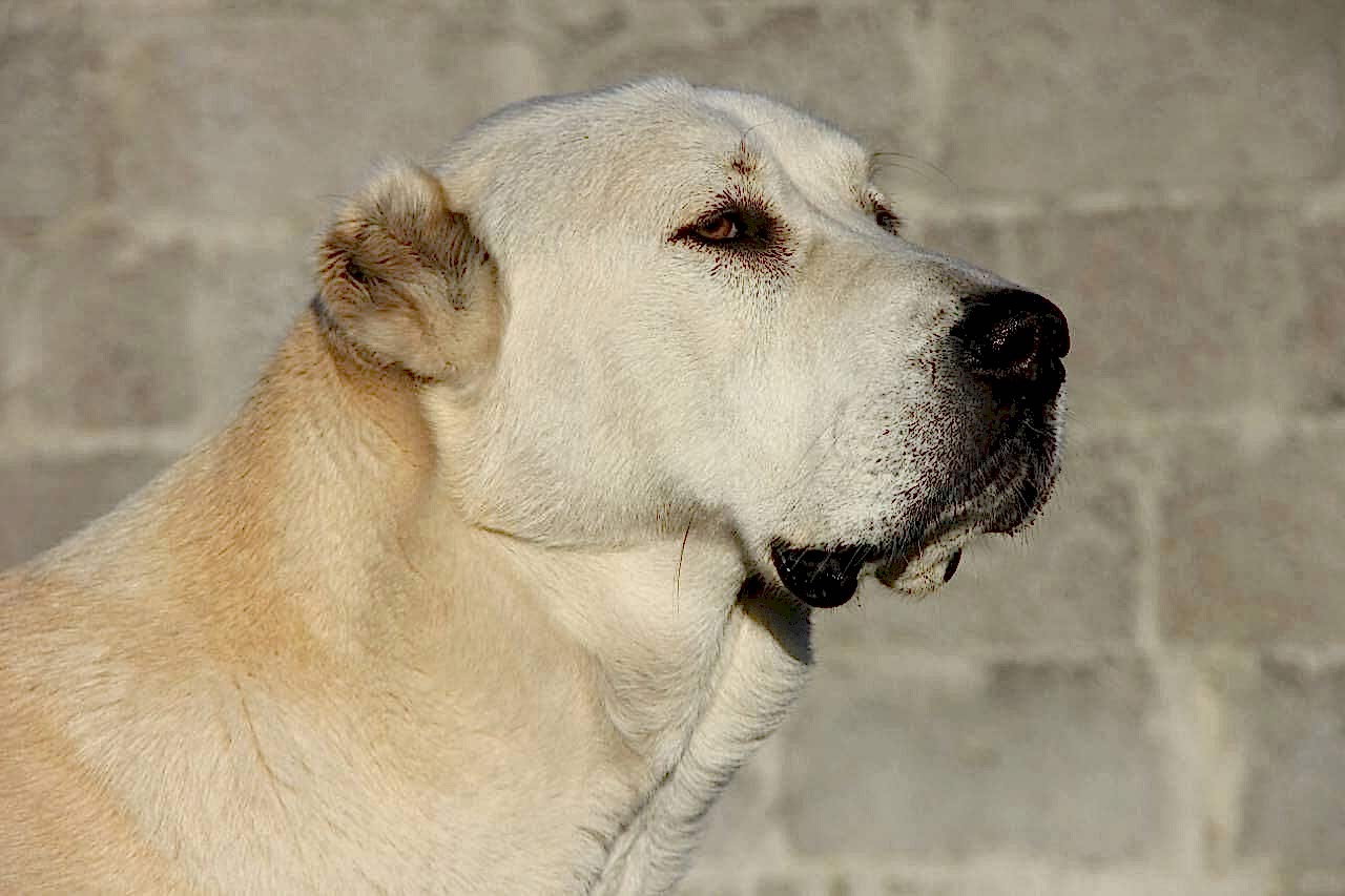 собаки регул групп