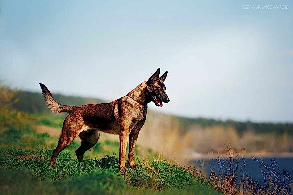 Бельгийская овчарка малинуа - характеристика и уход