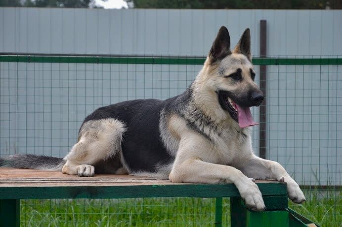 собаки регул групп