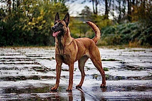 Описание характера малинуа