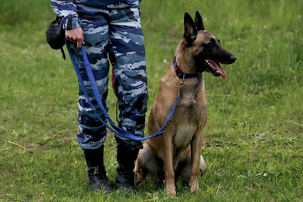 Наука о собаках