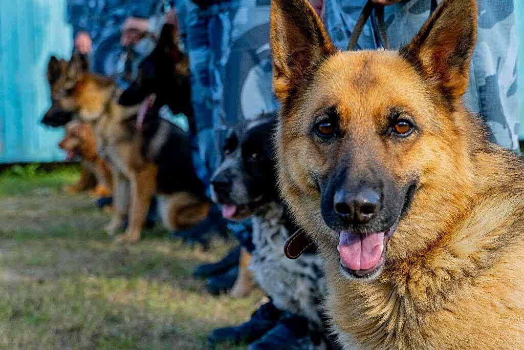 чем занимается кинолог в современном мире