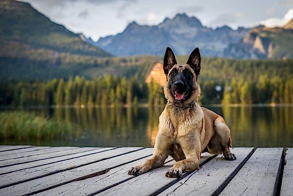 Бельгийская овчарка малинуа