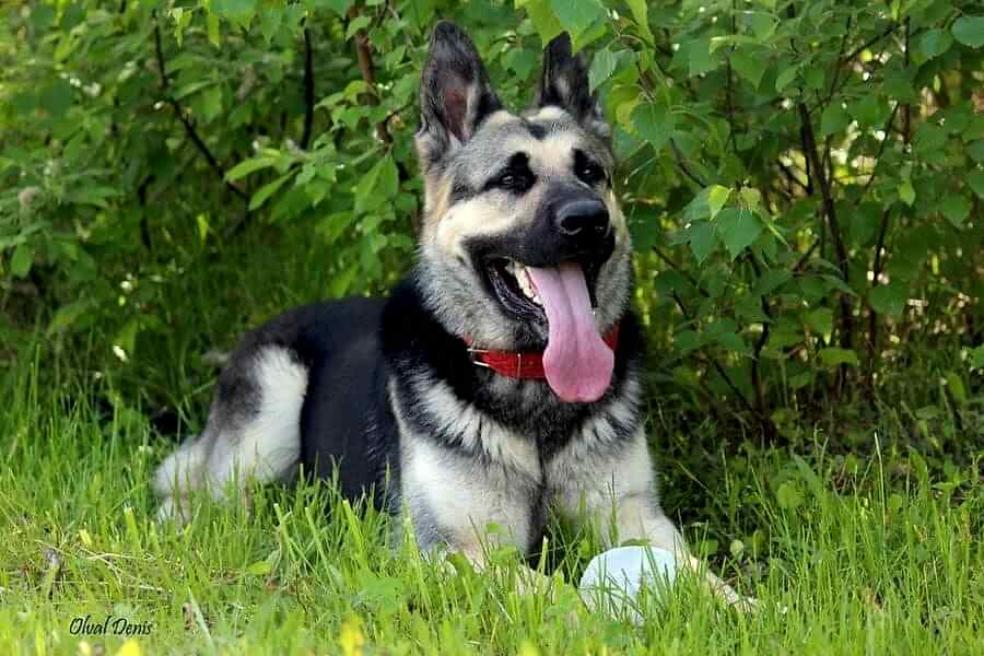 Восточно-европейская овчарка