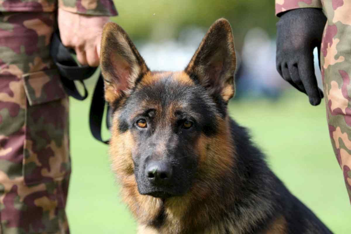 Поиск наркотических средств в ТРК