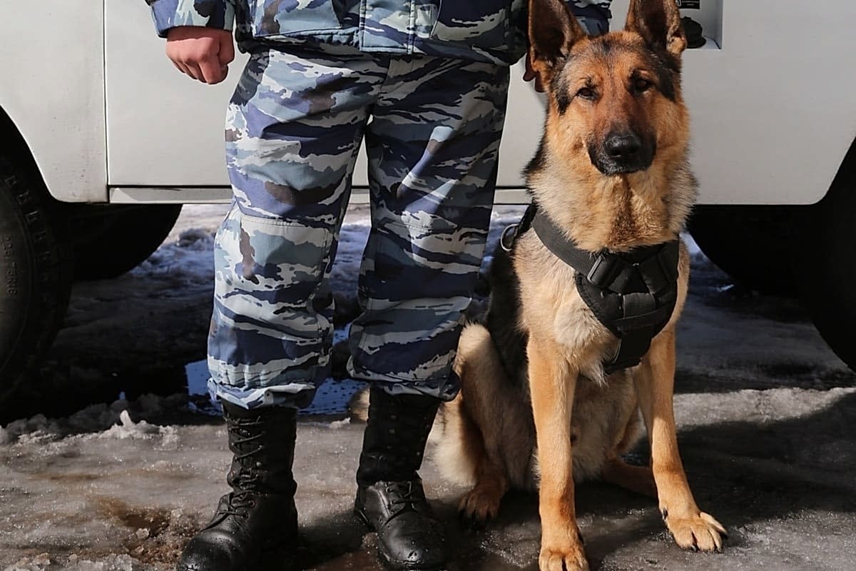 Поиск наркотических средств в школе