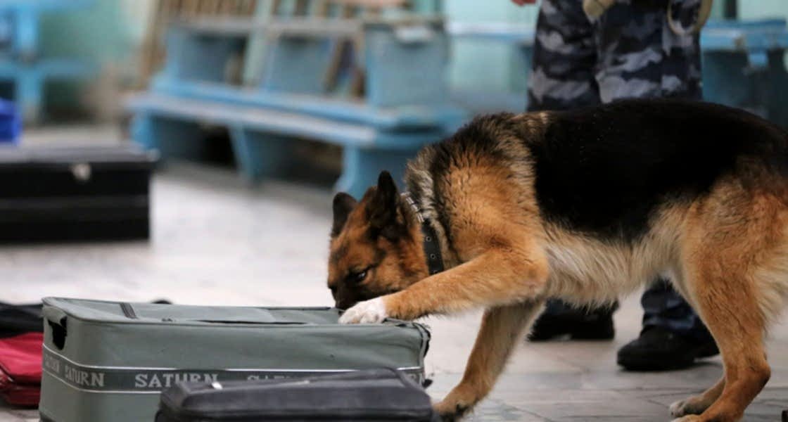 Поиск взрывчатых веществ на автовокзале