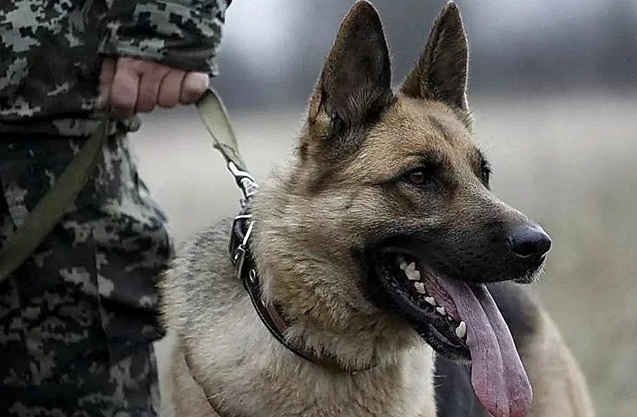 Поиск взрывчатых веществ в электричке