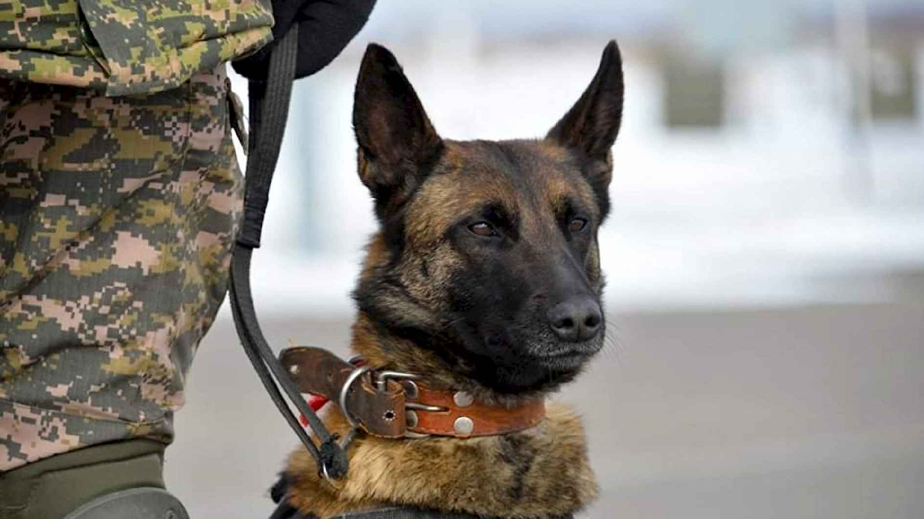 Поиск взрывчатых веществ в музее