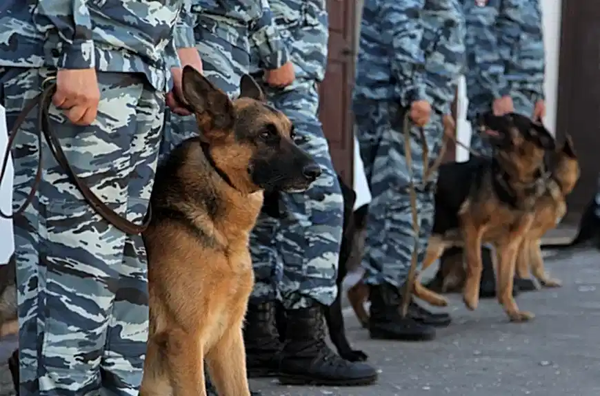 В школе Поиск взрывчатых веществ в школе