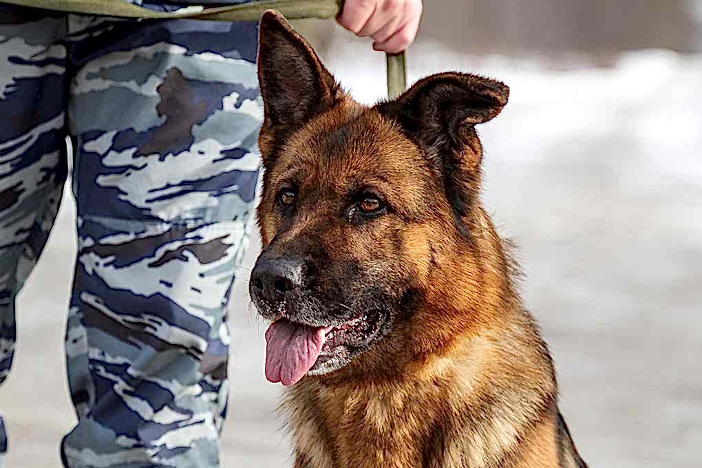 Поиск взрывчатых веществ в театре