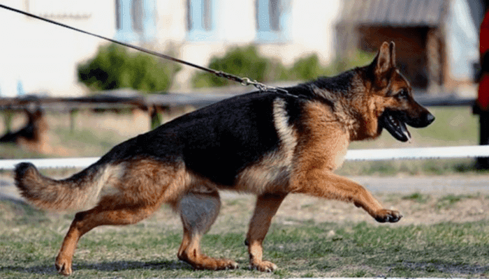 Поиск взрывчатых веществ в вузе