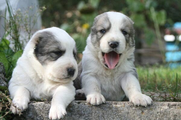 Щенки алабая