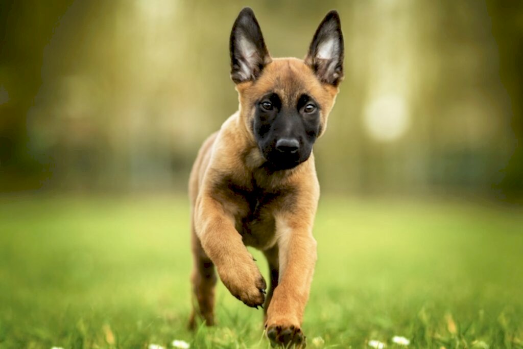 Щенок бельгийской овчарки