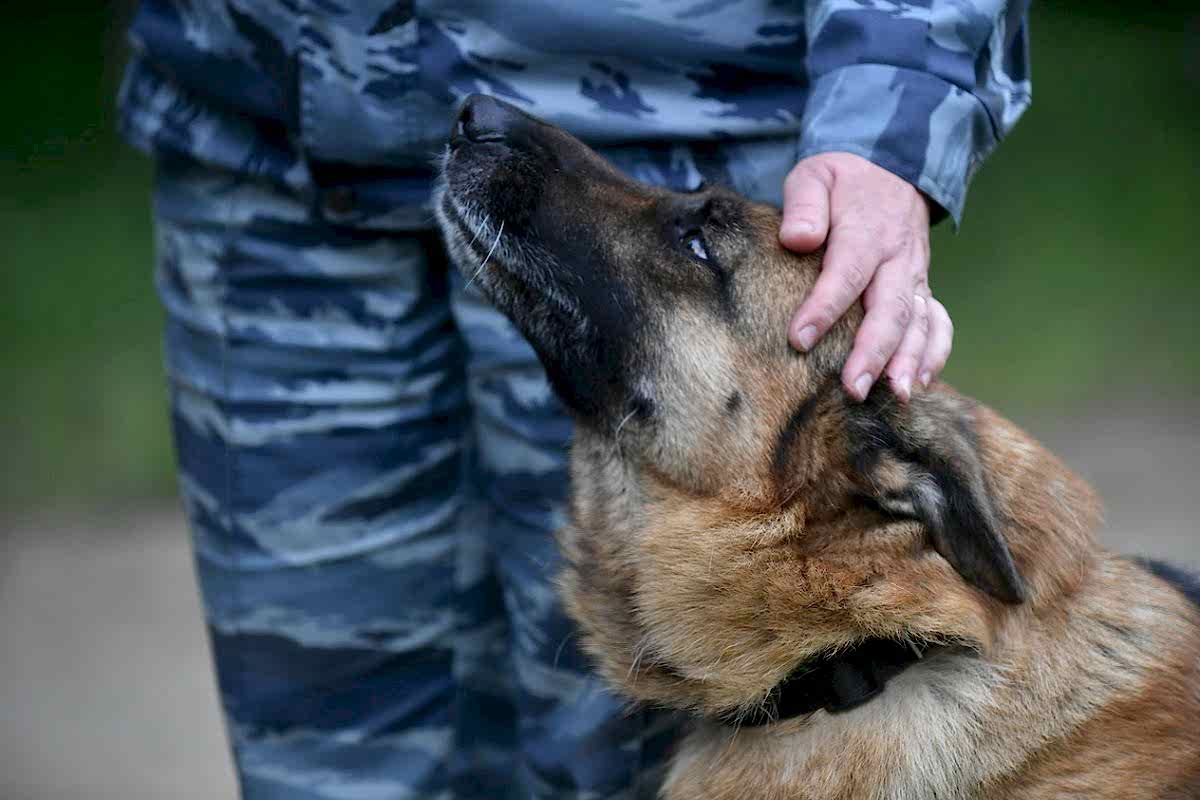 Поиск наркотических веществ в ВУЗе