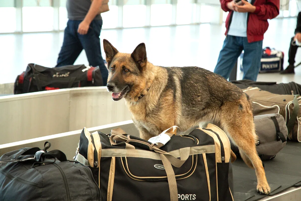 Поиск наркотических средств в аэропорту
