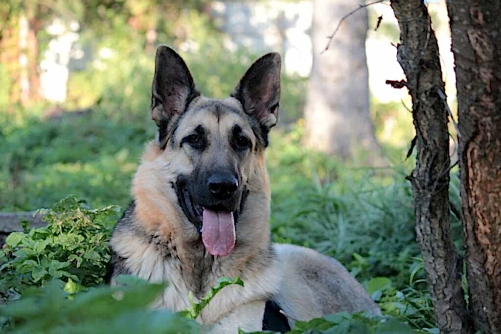 Восточно-европейская овчарка - характер, внешний вид и особенности ухода