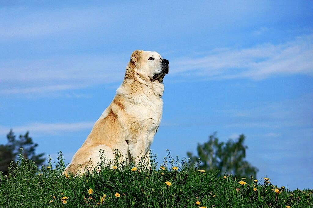 Средне-азиатская овчарка