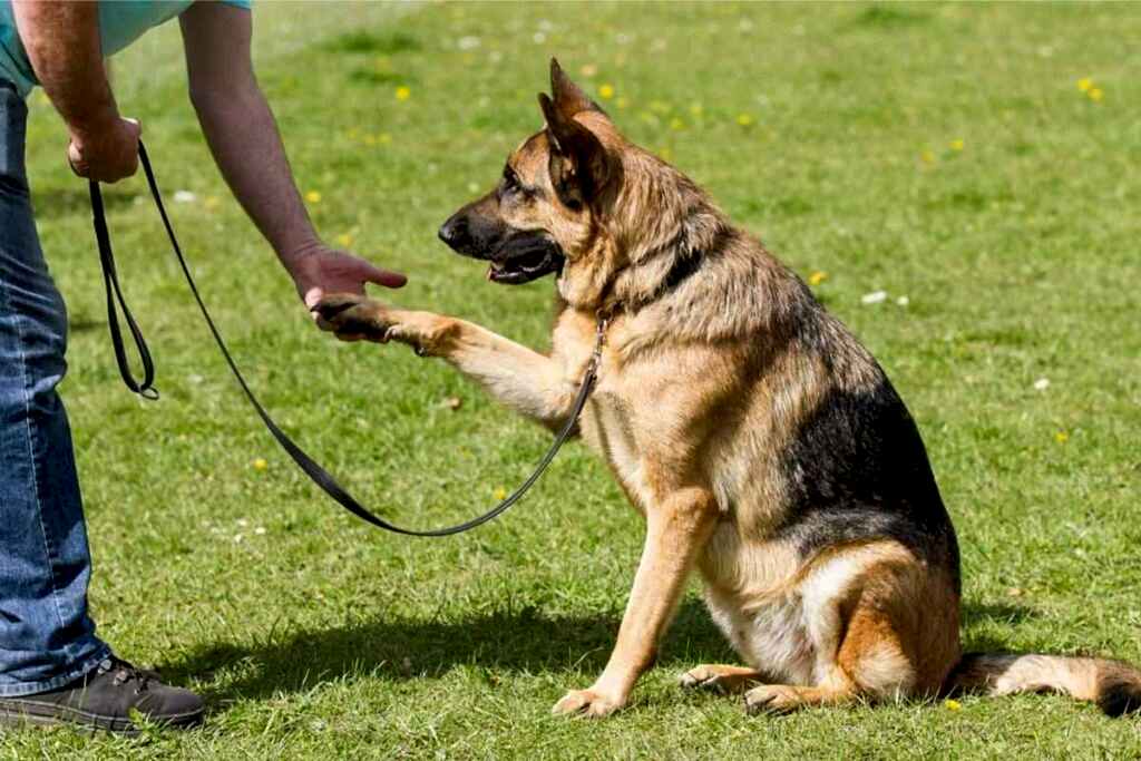 Услуги профессионала: как кинолог поможет исправить поведение собаки