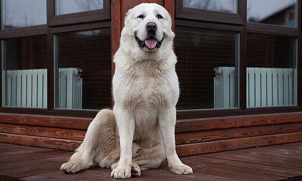 Что нужно знать хозяину о здоровье, болезнях среднеазиатской овчарки
