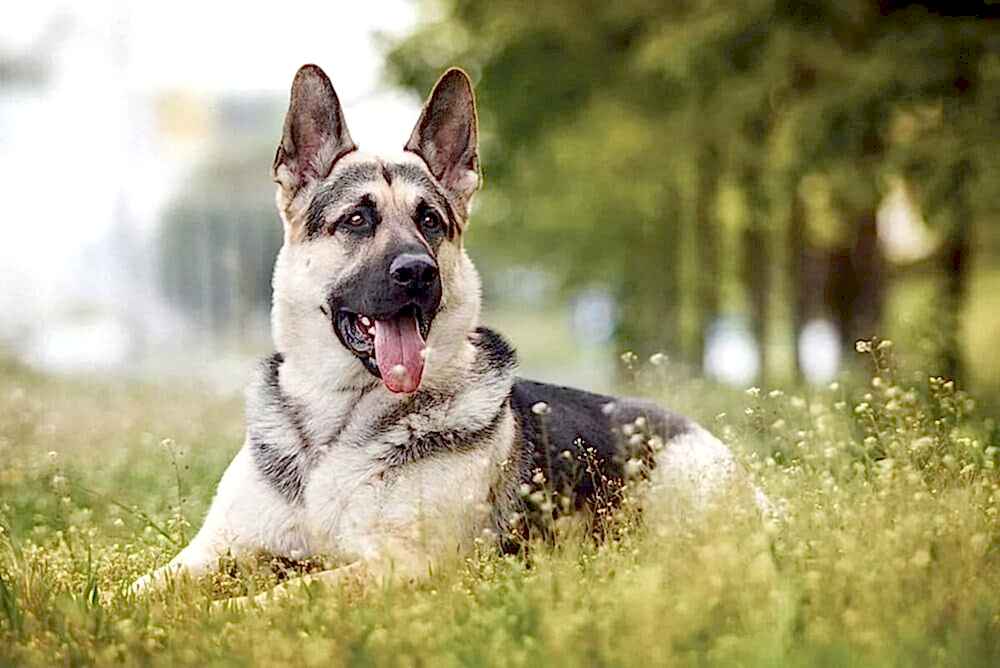 Частые заболевания восточно-европейской овчарки