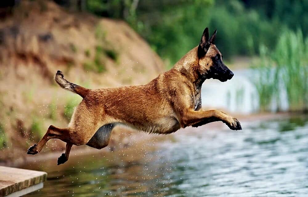 Как обеспечить здоровье малинуа