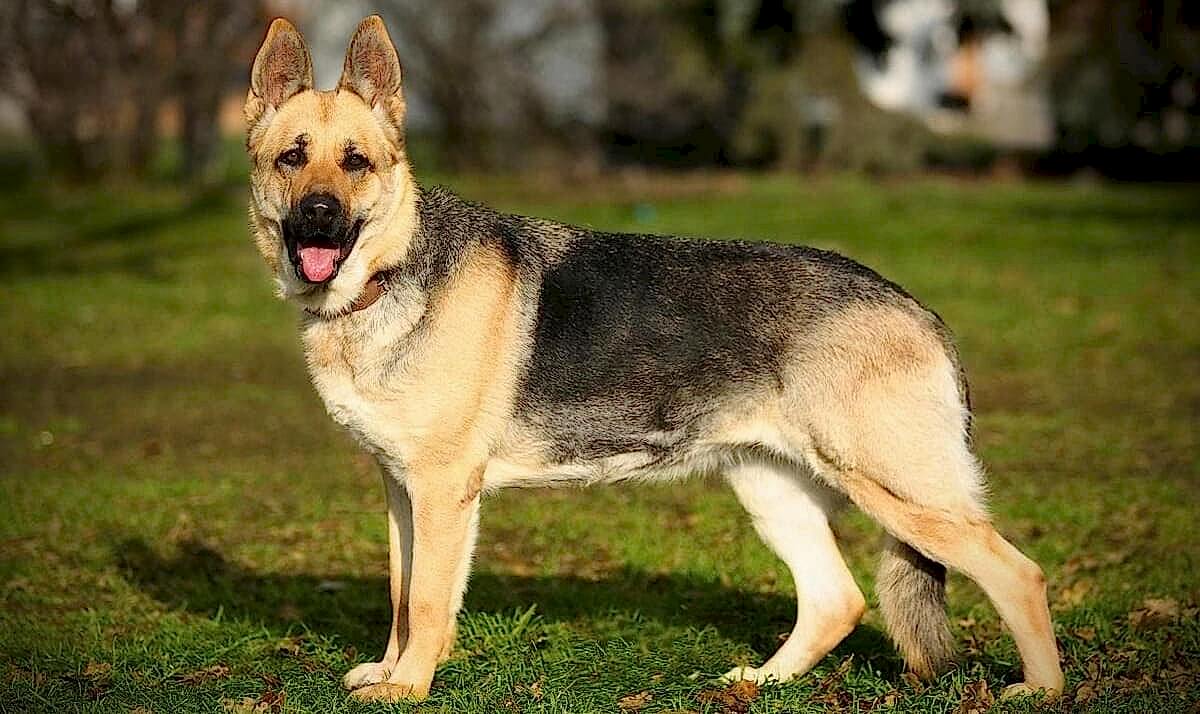 Частые заболевания восточно-европейской овчарки