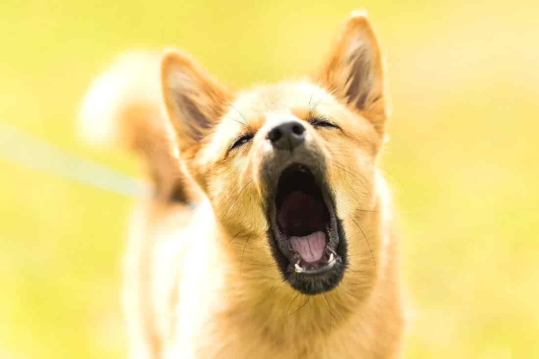 Собака лает на прогулке