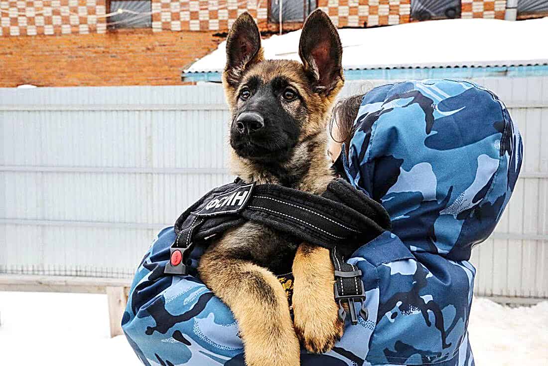 Собака на руках у сотрудника МВД