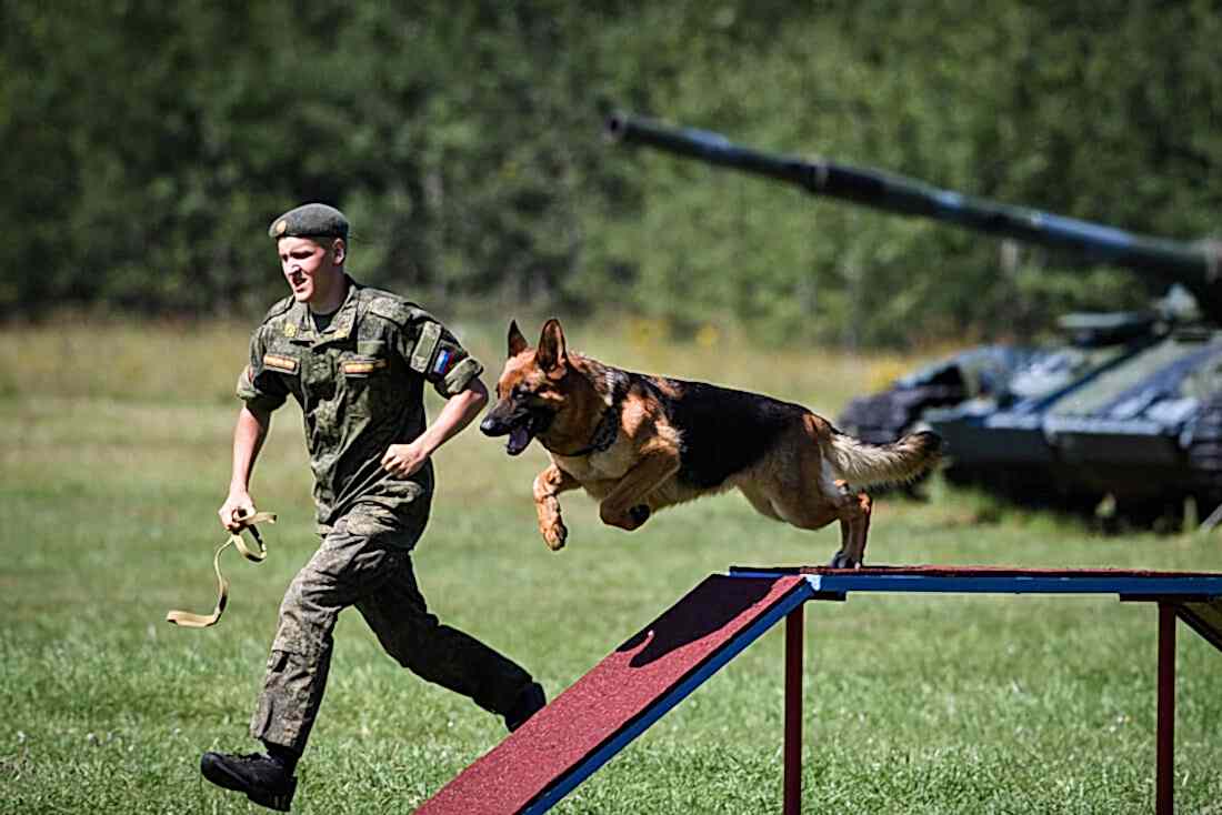 Служебная собака на тренировке