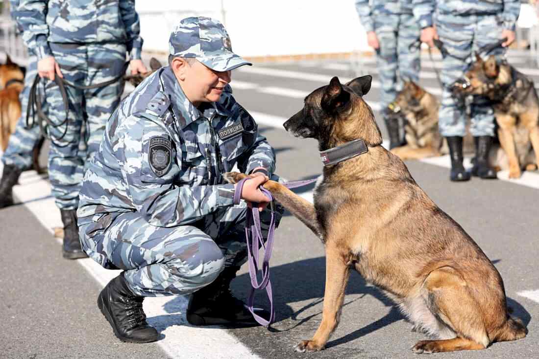 Служебная собака дает лапу