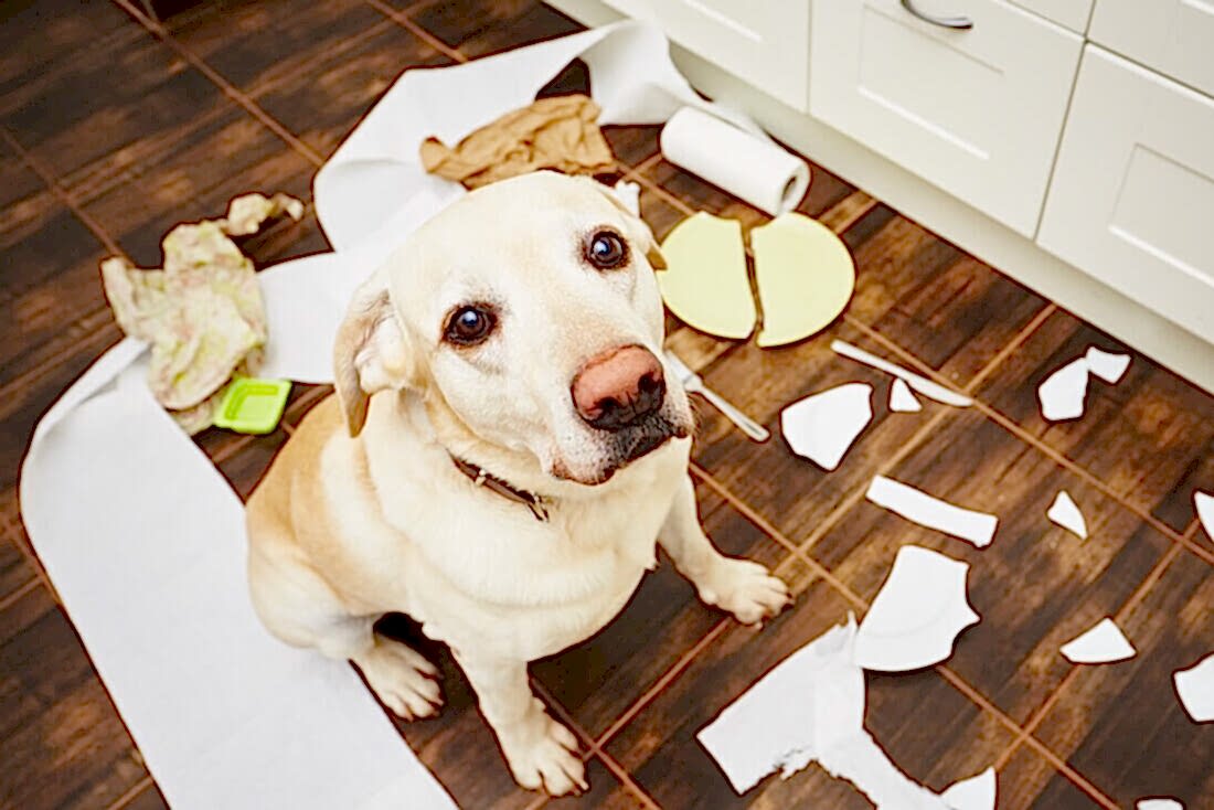 Плохое поведение собаки