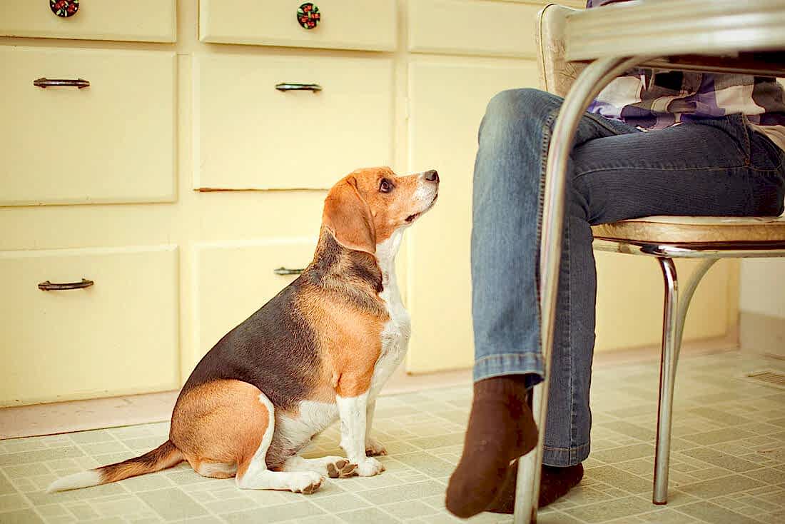 Собака попрошайничает за столом