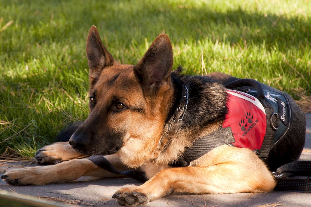 В медцентрах Поиск наркотических веществ в медцентре