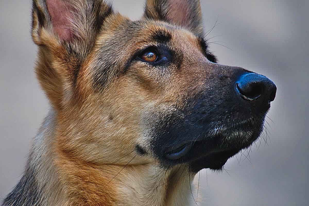 Почему собаки бросаются на людей