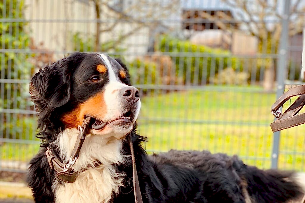 Спортивные мероприятия для собак и владельцев