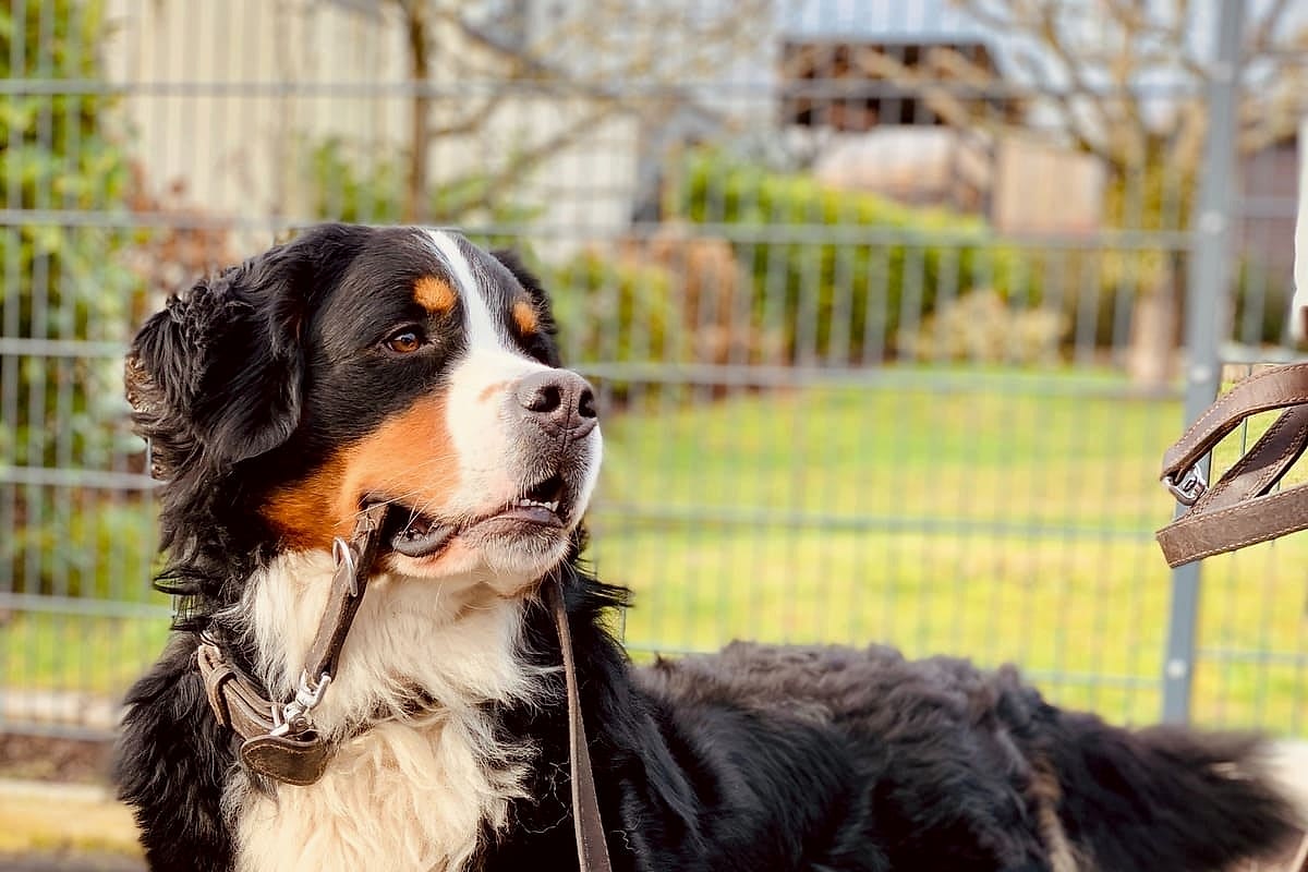 Спортивные мероприятия для собак и владельцев