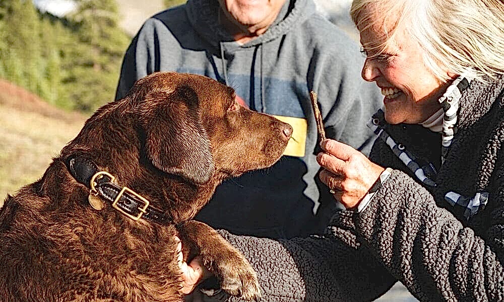 Собаки-терапевты