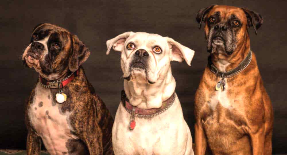 Причины агрессии у собак, методы исправления проблем с поведением