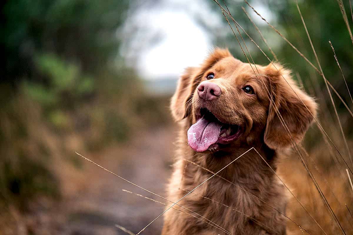 Как правильно хвалить и награждать собаку