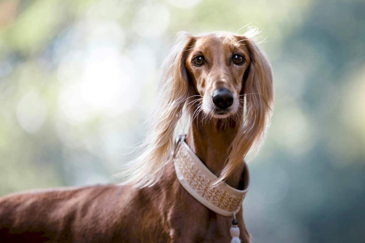 Охрана собаками в городской среде