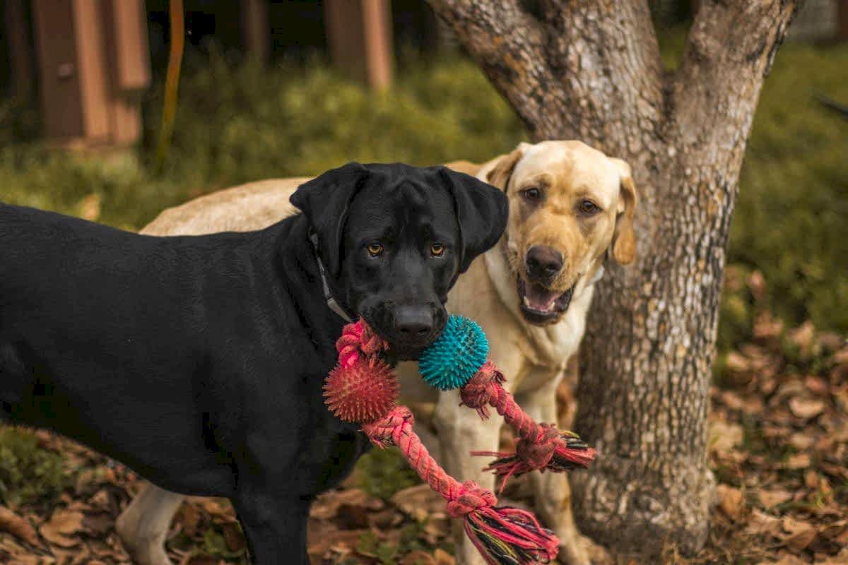 Охрана собаками в городской среде: проблемы и решения