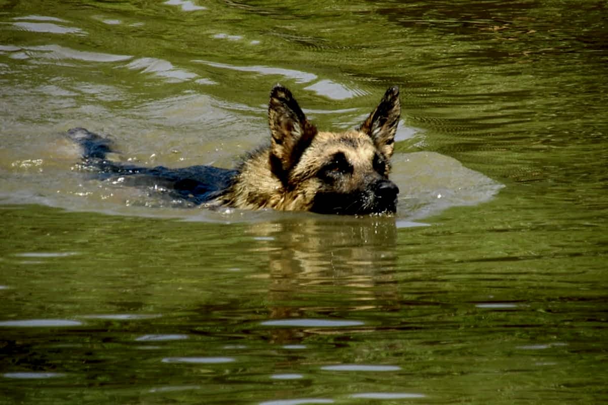 Охрана собаками в городской среде: проблемы и решения