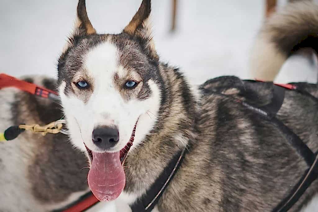 Применение собак в обнаружении взрывчатки на крупных мероприятиях