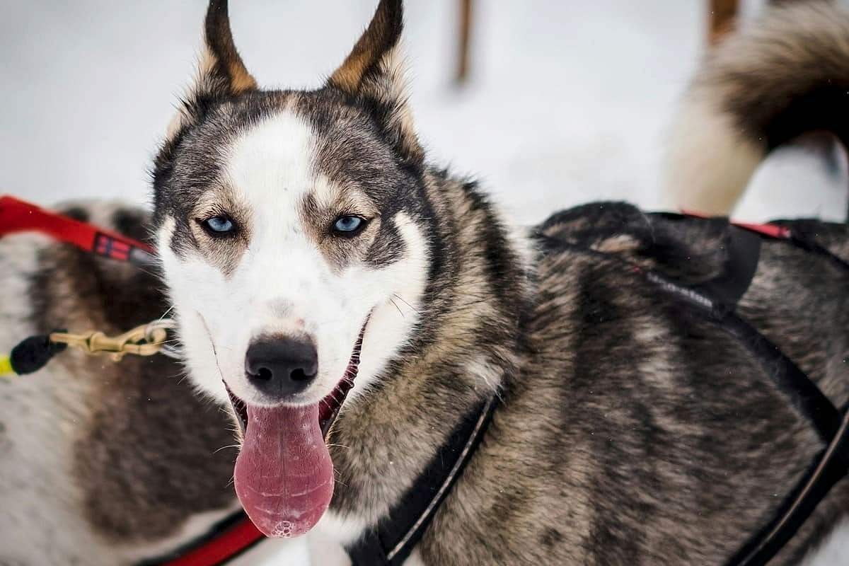 Применение собак в обнаружении взрывчатки на крупных мероприятиях Применение собак в обнаружении взрывчатки на крупных мероприятиях
