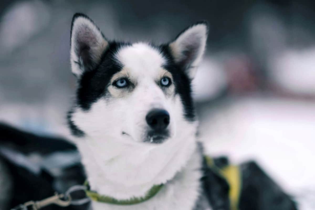 Применение собак в обнаружении взрывчатки на крупных мероприятиях