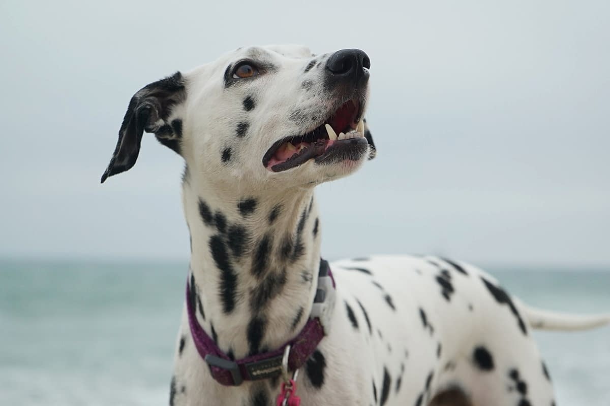 Соревнования для собак