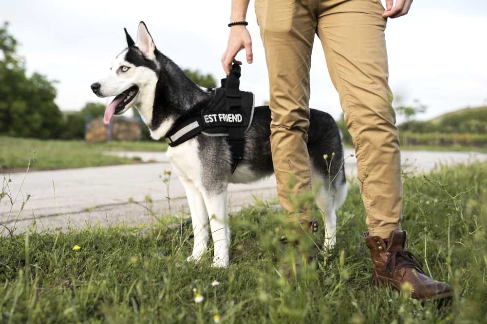 От щенка до профессионала: Путь становления служебной собаки