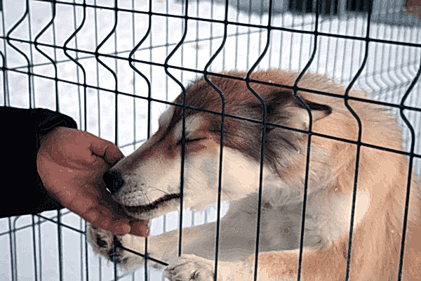 О преданности собак