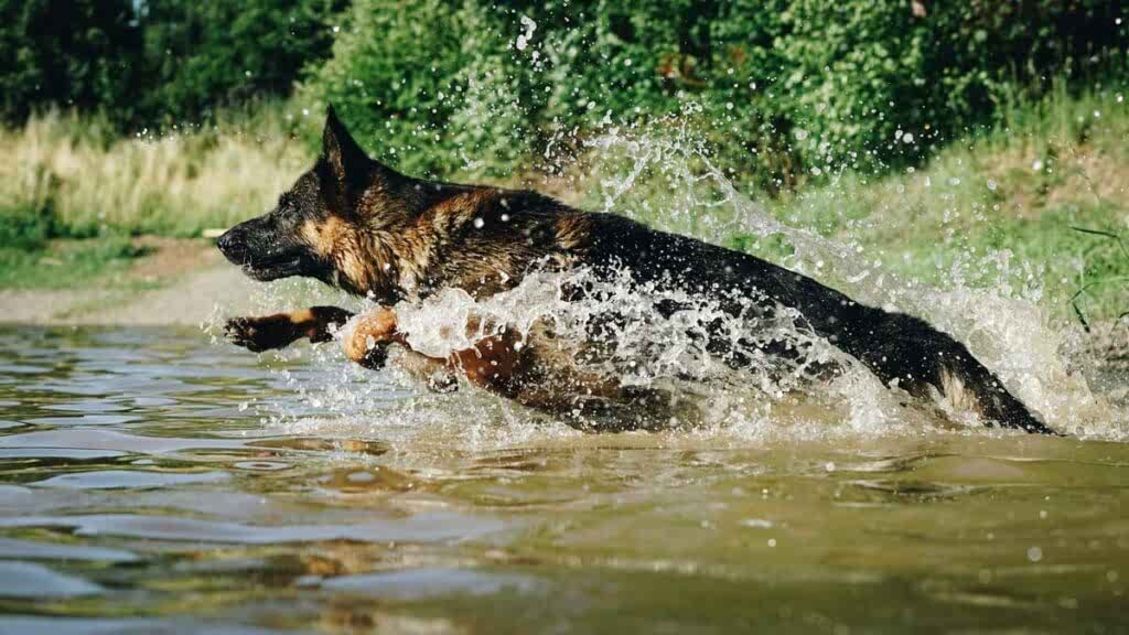 Собака-спасатель